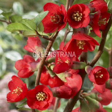 Айва японская Тексас Скарлет (Chaenomeles japonica 'Texas Scarlet')