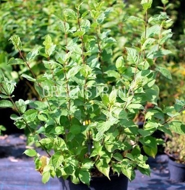 Дерен белый Сибирика (Cornus alba 'Sibirica')