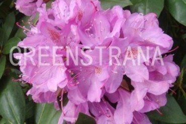 Рододендрон гибридный Розеум Элеганс (Rhododendron 'Roseum Elegans')