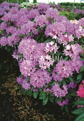 Рододендрон катевбинский Бурсо (Rhododendron catawbiense 'Boursault')