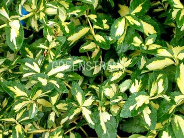 Бересклет Форчуна Санспот (Euonymus fortunei 'Sunspot')