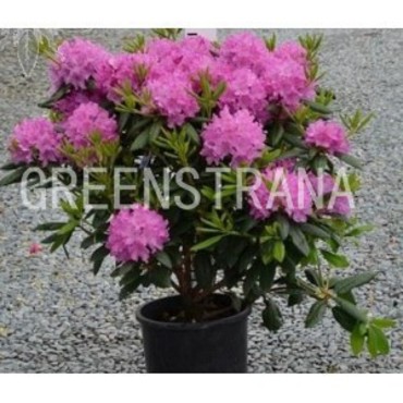 Рододендрон катевбинский Германиа (Rhododendron catawbiense 'Germania')