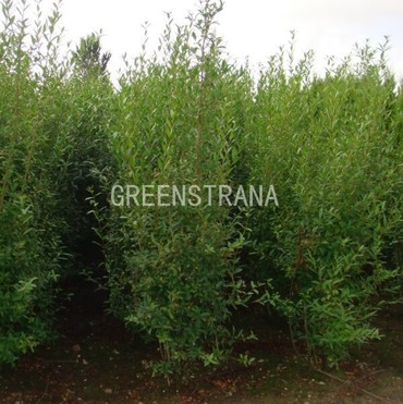 Бирючина обыкновенная (Ligustrum vulgare)