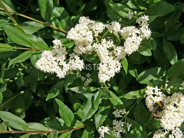 Бирючина обыкновенная Лодензе (Ligustrum vulgare 'Lodense')