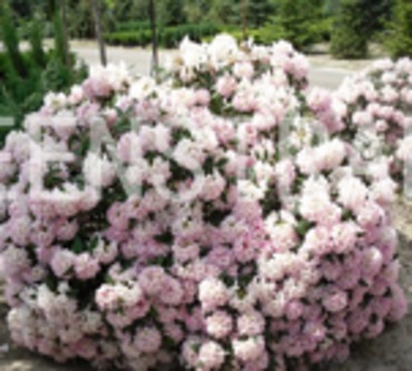 Рододендрон катевбинский Гоммер Ватерер (Rhododendron catawbiense 'Gomer Waterer')