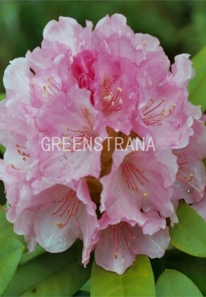 Рододендрон якушиманский Док (Rhododendron yakushimanum 'Doc')