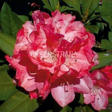 Рододендрон якушиманский Анушка (Rhododendron yakushimanum 'Anuschka')