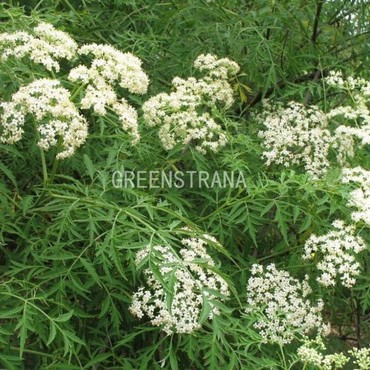 Бузина черная Лациниата (Sambucus nigra 'Laciniata')