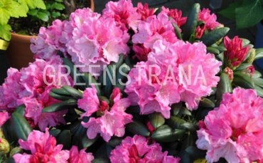 Рододендрон якушиманский Калинка (Rhododendron yakushimanum 'Kalinka')