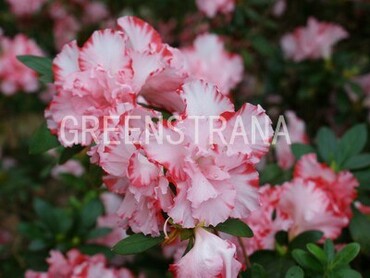 Рододендрон гибридный Элизабет (Rhododendron 'Elizabeth')