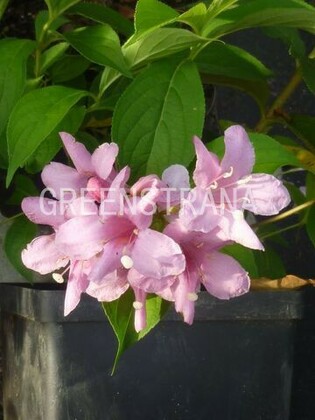 Вейгела цветущая Боскоп Глори (Weigela florida 'Boskoop Glory')