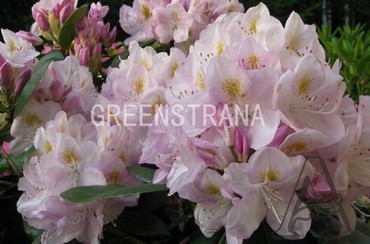 Рододендрон гибридный Гомер Ватерер (Rhododendron hybridum 'Gomer Waterer')