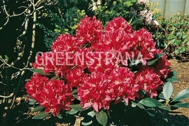 Рододендрон гибридный Карл Науэ (Rhododendron hybridum 'Karl Naue')