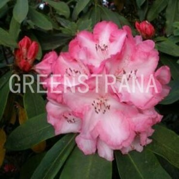 Рододендрон гибридный Лемс Монарх (Rhododendron hybridum 'Lem's Monarch')