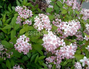 Дейция гибридная Монт Роуз (Deutzia x hybrida 'Mont Rose')