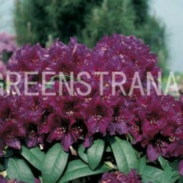Рододендрон гибридный Поларнахт (Rhododendron hybridum 'Polarnacht')
