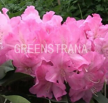 Рододендрон гибридный Карузо (Rhododendron hybridum 'Caruso')