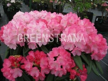 Рододендрон якушиманский Фантастика (Rhododendron yakushimanum 'Fantastika')