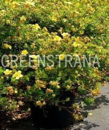 Лапчатка кустарниковая Элизабет (Dasiphora fruticosa 'Elizabeth')