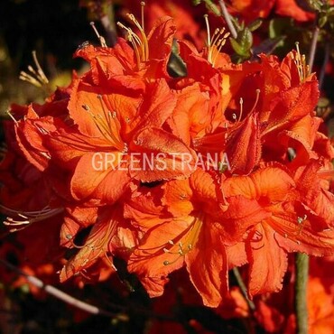 Рододендрон Файербол (Rhododendron 'Fireball')