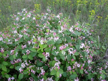Жимолость татарская (Lonicera tatarica)