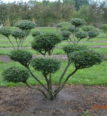 Бересклет крылатый (Euonymus alatus)