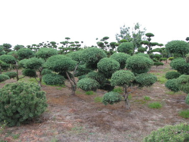 Можжевельник виргинский (Juniperus virginiana) "Grey Owl"