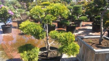 Можжевельник средний Пфитцериана Ауреа (Juniperus x pfitzeriana 'Pfitzeriana Aurea')