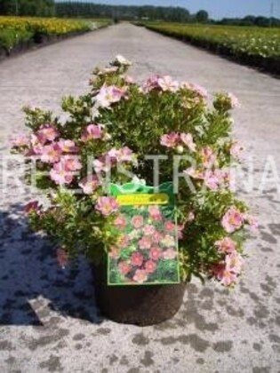 Лапчатка кустарниковая Пинк Парадиз (Dasiphora fruticosa 'Pink Paradise')