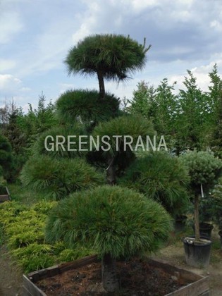 Сосна Веймутова Радиата (Pinus strobus 'Radiata')