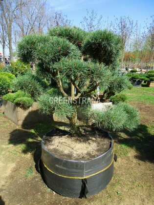 Сосна горная Мугус (Pinus mugo 'Mughus')