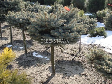 Ель колючая Глаука Глобоза (Picea pungens 'Glauca Globosa') на штамбе