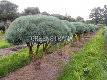 Сосна обыкновенная Ватерери (Pinus sylvestris 'Watereri')