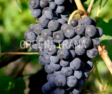 Виноград плодовый Боскоп Глори (Vitis vinifera 'Boskoop Glory')