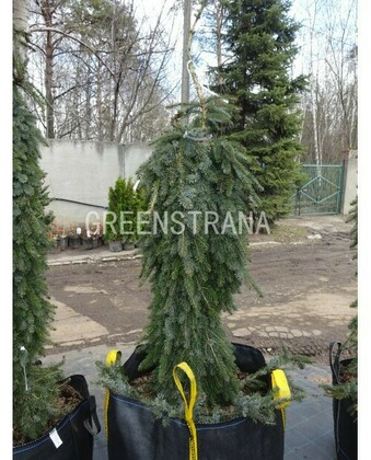 Ель сербская Пендула (Picea omorika 'Pendula')