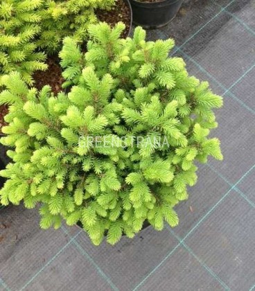 Ель сербская Карел (Picea omorika 'Karel')