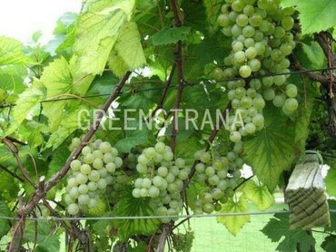 Виноград плодовый Химрод (Vitis vinifera 'Himrod')