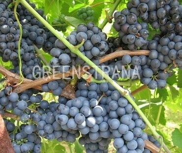 Виноград плодовый Регент (Vitis vinifera 'Regent')
