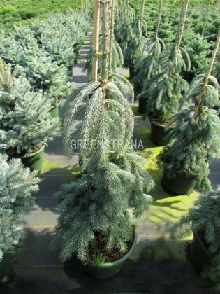 Ель канадская Пендула (Picea glauca 'Pendula')
