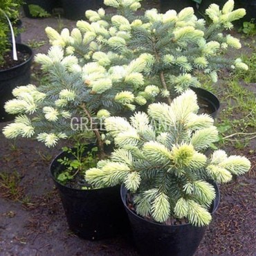 Ель колючая Белобок (Picea pungens 'Bialobok')
