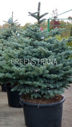 Ель колючая Монтгомери (Picea pungens 'Montgomery')