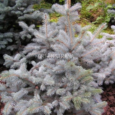 Ель колючая Омега (Picea pungens 'Omega')