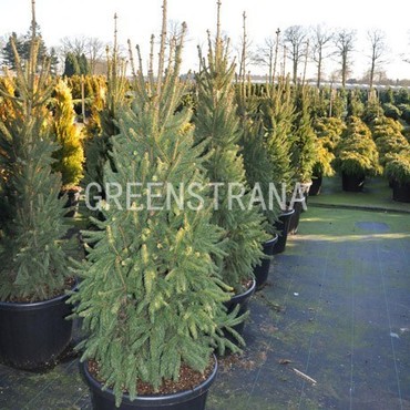 Ель обыкновенная Колумнарис (Picea abies 'Columnaris')