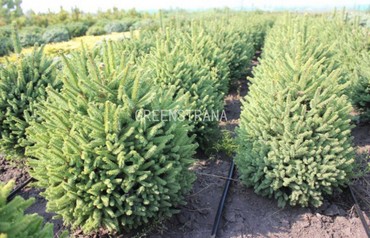 Ель обыкновенная Компакта (Picea abies 'Compacta')