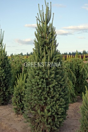 Ель обыкновенная Купрессина (Picea abies 'Cupressina')