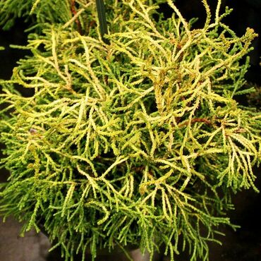 Кипарисовик тупой Нана Грацилис (Chamaecyparis obtusa 'Nana Gracilis')