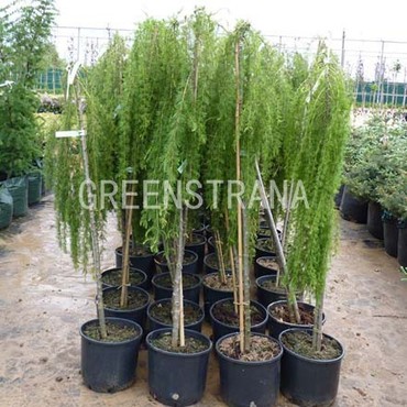 Лиственница европейская Пендула (Larix decidua 'Pendula')