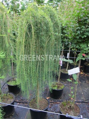 Лиственница европейская Пули (Larix decidua 'Puli')