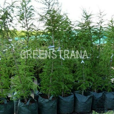 Лиственница японская