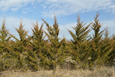 Можжевельник виргинский Канаэрти (Juniperus virginiana 'Canaertii')
